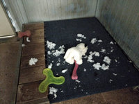 Couchages chiens refusés